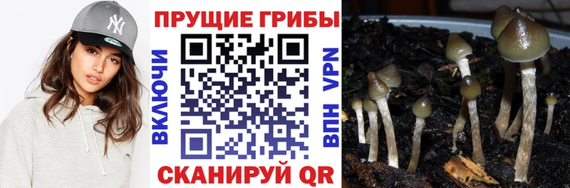 Галлюциногенные грибы Psilocybine cubensis  Гуково 